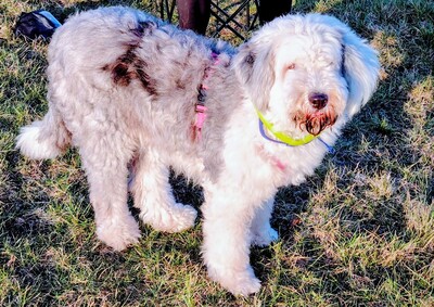 Bobtail - Hündin