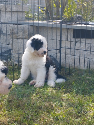 Bobtail Welpen - Rüde