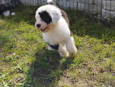 Bobtail Welpen - Rüde