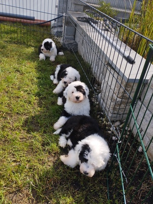 Bobtail Welpen - Rüde