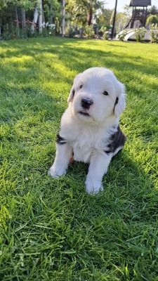 , Bobtail Welpen - Rüde