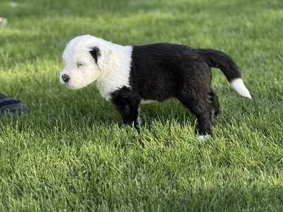 , Bobtail Welpen - Rüde