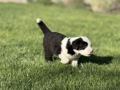 , Bobtail Welpen - Rüde