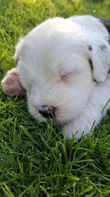 , Bobtail Welpen - Rüde