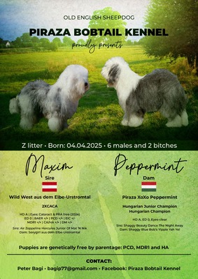 , Bobtail Welpen - Rüde