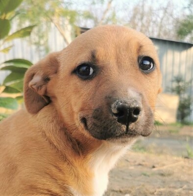Boci, Mischling Welpen - Hündin