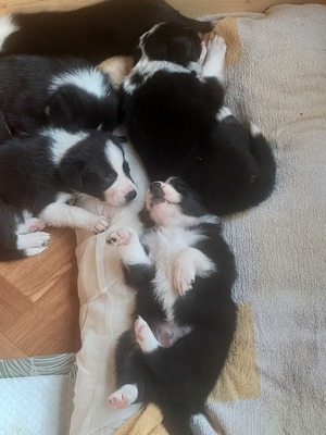 Boder Collie Welpen - Rüde