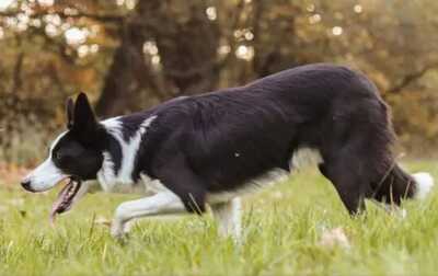 Boder Collie Welpen - Rüde