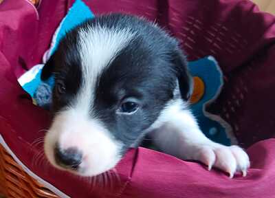 Boder Collie Welpen - Rüde