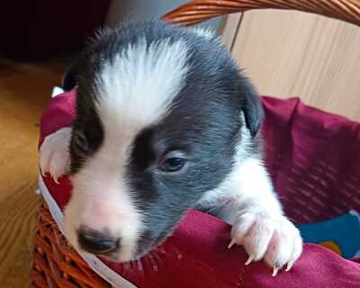 Boder Collie Welpen - Rüde