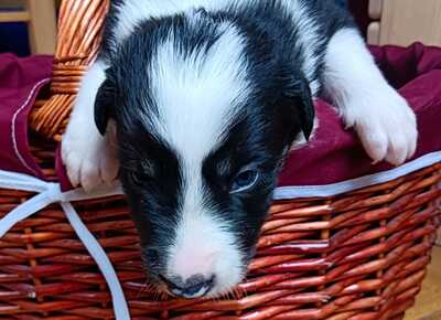 Boder Collie Welpen - Rüde