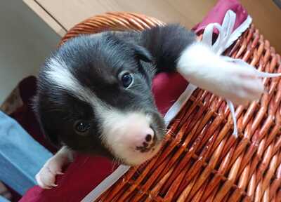 Boder Collie Welpen - Rüde