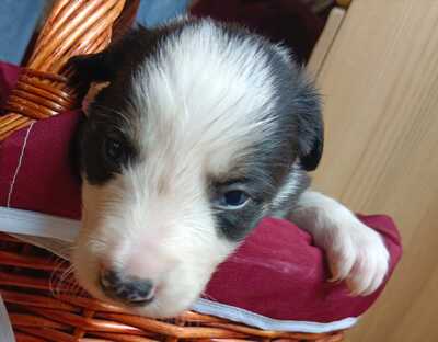 Boder Collie Welpen - Rüde