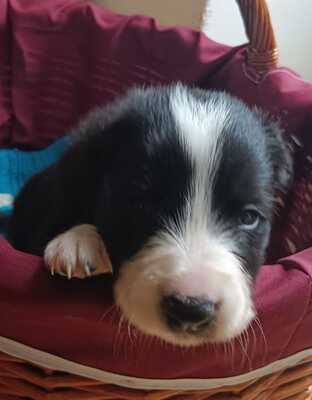 Boder Collie Welpen - Rüde