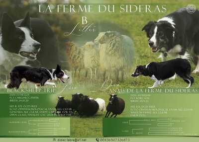 Boder Collie Welpen - Rüde