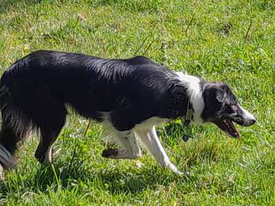 Boder Collie Welpen - Rüde