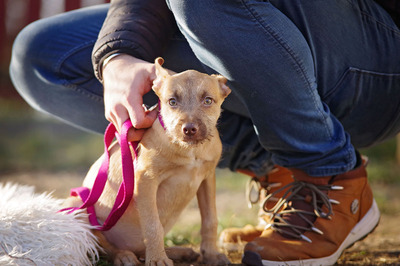 Bodza, Mischling Welpen - Hündin