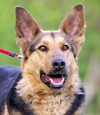 Bogi, Schäfer_mix - Hündin