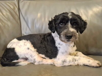 💖Bogyo ist ein 2 Jahre alter Pudelmischlingsrüde, der in einem Dorf in der Nähe von Sturovo gefunden wurde💥, Pudel-Mischling - Rüde