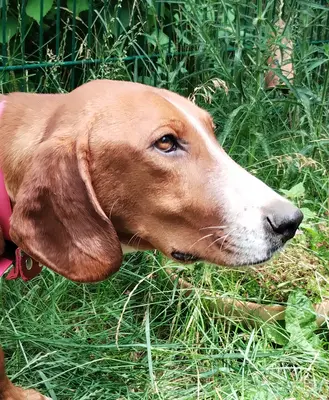 Boh, Bracke Mischling - Rüde