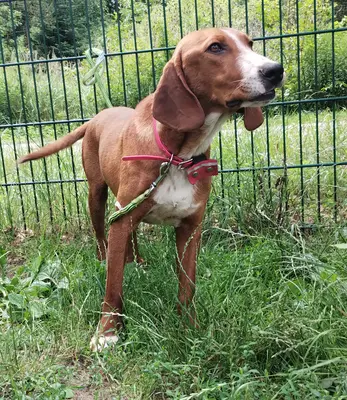 Boh, Bracke Mischling - Rüde