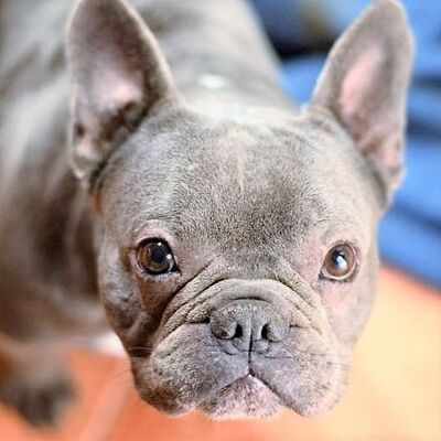 💥💥Bohemian ist ein lustiger Kerl, der den nächsten Sommer unbedingt mit seiner eigenen Familie verbringen und mit ihr die Welt entdecken möchte💥💥, Franz. Bulldogge - Rüde