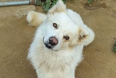 Boho - Flauschiger Herzensbund, ca. 5 Jahre/25kg, Mischling - Rüde