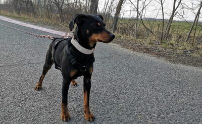 Bojti - Hübsche Hündin, ca. 1 Jahr/41cm/9kg, Mischling - Hündin