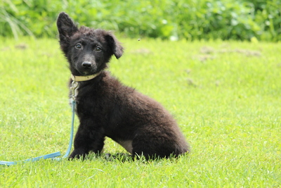 Bolero, Mischling Welpen - Rüde