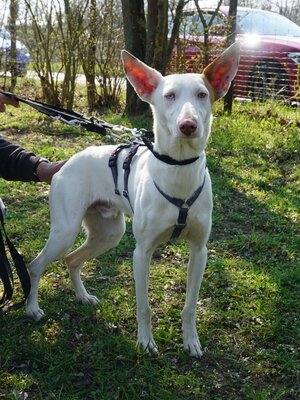 Bombon, Podenco Andaluz - Mix - Rüde