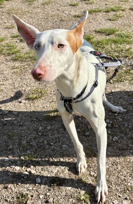 Bombon, Podenco Andaluz - Mix - Rüde