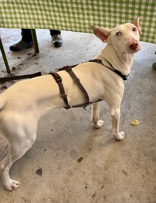 Bombon, Podenco Andaluz - Mix - Rüde