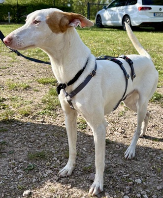 Bombon, Podenco Andaluz - Mix - Rüde