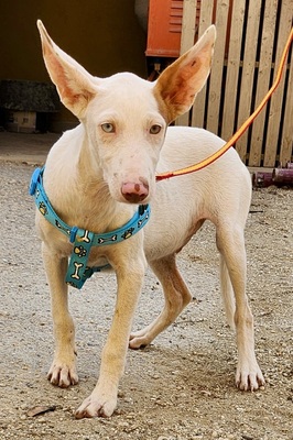 Bombon, Podenco Andaluz - Mix Welpen - Hündin