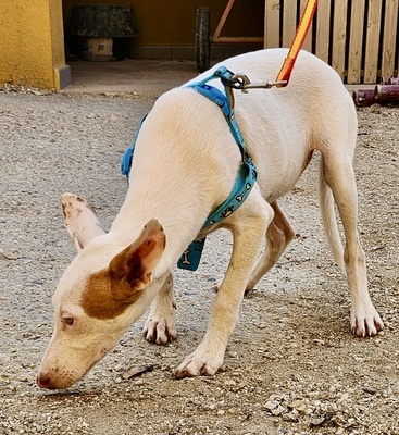 Bombon, Podenco Andaluz - Mix Welpen - Hündin