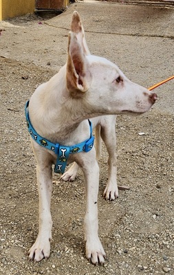 Bombon, Podenco Andaluz - Mix Welpen - Hündin