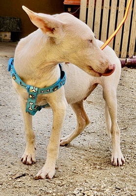 Bombon, Podenco Andaluz - Mix Welpen - Hündin