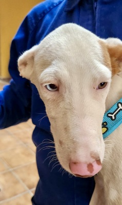 Bombon, Podenco Andaluz - Mix Welpen - Hündin