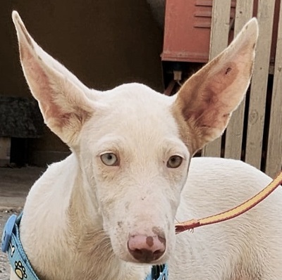 Bombon, Podenco Andaluz - Mix Welpen - Hündin