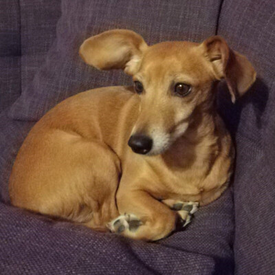 Bommel, Dackel-Pinscher-Mix - Rüde