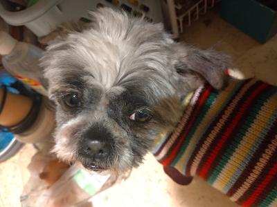 Bommel, Mischling - Rüde