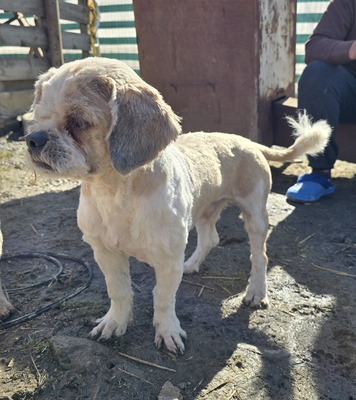Bommel, Mix - Rüde