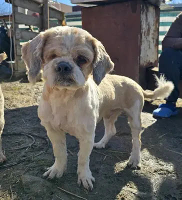 Bommel, Shih-Tzu - Mix - Rüde