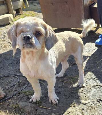 Bommel, Shih-Tzu - Mix - Rüde