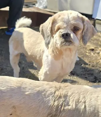 Bommel, Shih-Tzu - Mix - Rüde