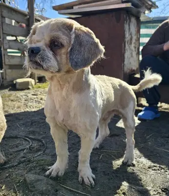 Bommel, Shih-Tzu - Mix - Rüde