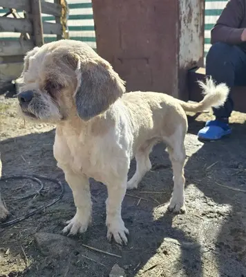 Bommel, Shih-Tzu - Mix - Rüde