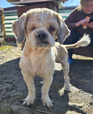 Bommel, Shih-Tzu - Mix - Rüde