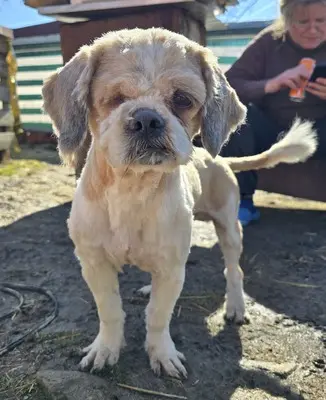 Bommel, Shih-Tzu - Mix - Rüde