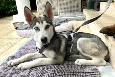 Bon, Husky Welpen - Rüde